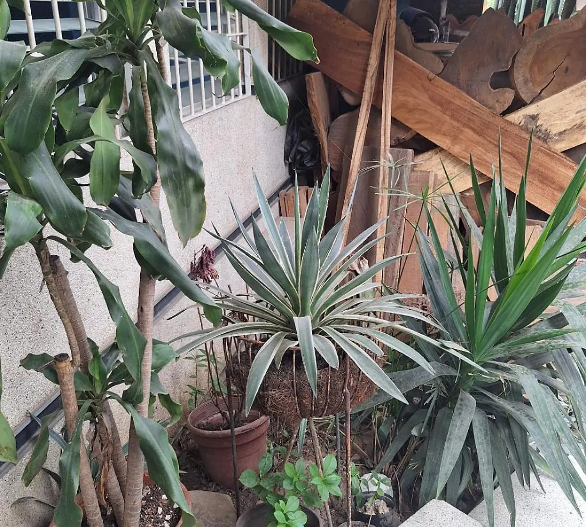 Casa Babylon Hotel Medellin Colombia